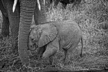 A young elephant getting a drink from a broken landscape pipe. This was one of the youngsters that thrilled me by repeatedly visiting me at my vehicle while his Mom stood by.